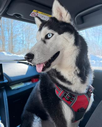 Siberian husky maschio disponibile per monta
