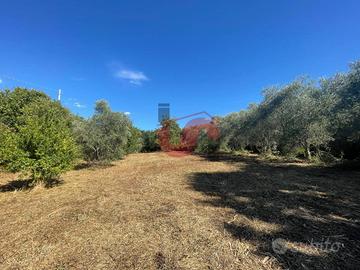 AGRICOLO - Sant'Angelo a Cupolo