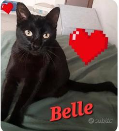 Femmina 1 anno circa