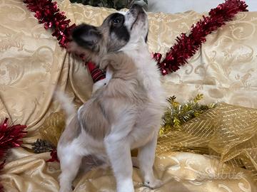 Cuccioli di chihuahua