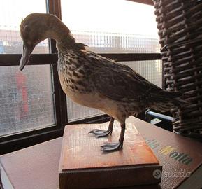 trofeo Marzaiola anni 80 da collezione