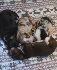 Cuccioli di Pastore Australiano prenotabili