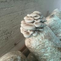 Ballette di funghi Ostreatus