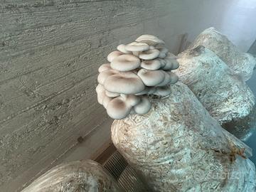 Ballette di funghi Ostreatus