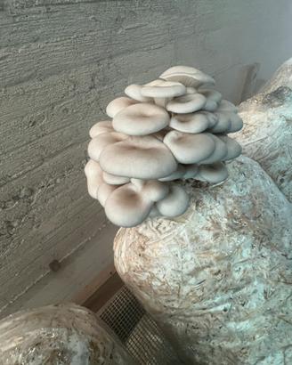 Ballette di funghi Ostreatus