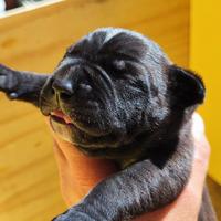 Cuccioli Amstaff