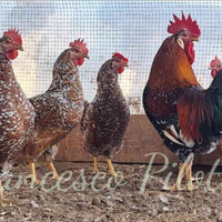 Millefiori di lonigo