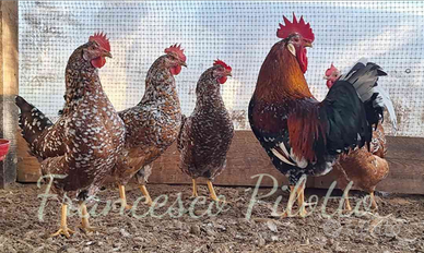 Millefiori di lonigo