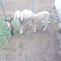 Agnelle bergamasche pure