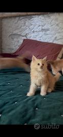 Maine coon