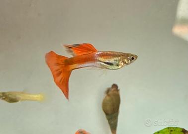 Guppy