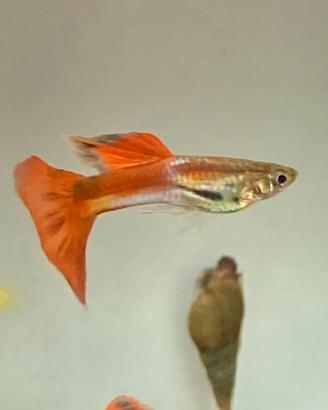 Guppy
