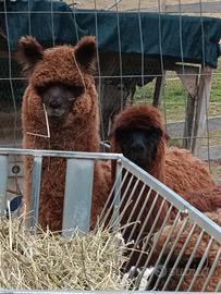 Alpaca