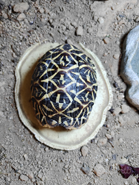 Tartaruga geochelone elegans