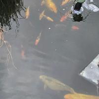 Carpe koi
