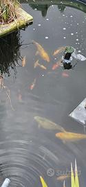 Carpe koi