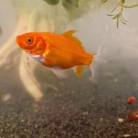 Pesci rossi