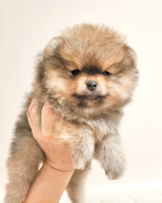 Cuccioli di Spitz di Pomerania nano