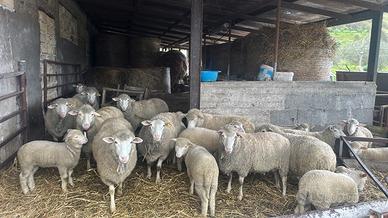 Pecore ile de france (merino)
