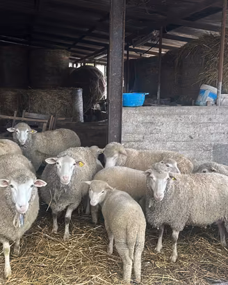 Pecore ile de france (merino)