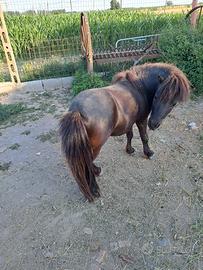 Pony