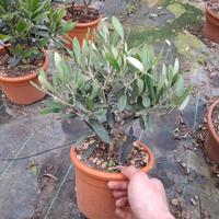 Bonsai di olivo