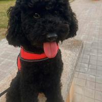 Accoppiamento Barboncino