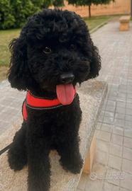 Accoppiamento Barboncino