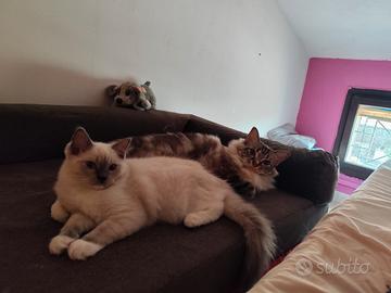 Cucciola Ragdoll disponibile subito