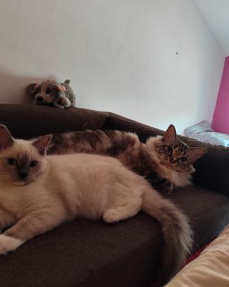 Cucciola Ragdoll disponibile subito