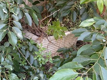 Vasi creta e cemento