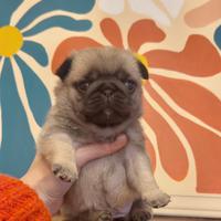 Carlino-cucciolo Allevamento ENCI-FCI