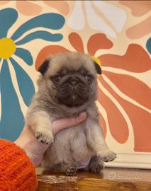 Carlino-cucciolo Allevamento ENCI-FCI