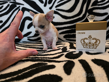 Chihuahua di altissima morfologia mini 60/90 giorn