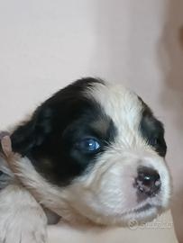 Cuccioli di Pastore Australiano