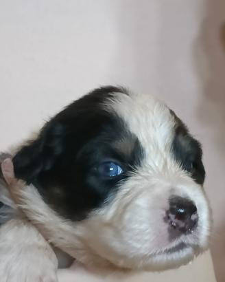 Cuccioli di Pastore Australiano