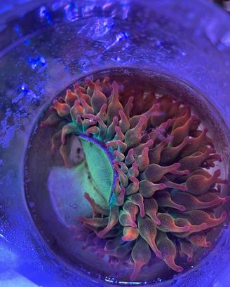 Anemoni