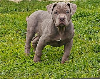 Cucciola american Bully XXL