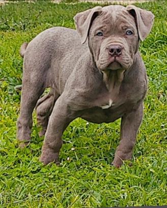 Cucciola american Bully XXL