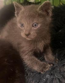 Jolly gattino 2 mesi