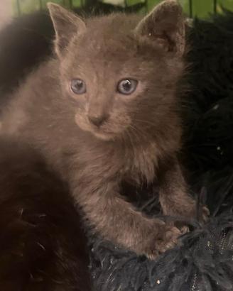 Jolly gattino 2 mesi