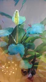 Gamberetti neocaridine