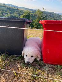 Cuccioli cane pastore abruzzo maremmano
