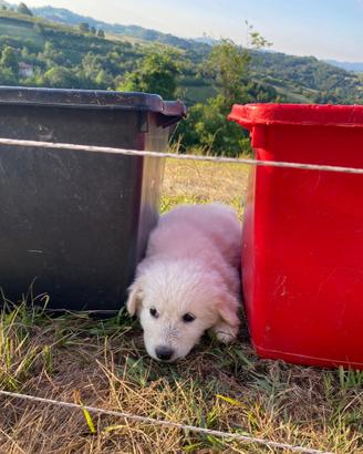 Cuccioli cane pastore abruzzo maremmano