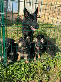 Ultima cucciola femmina di Pastore Tedesco