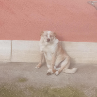 Meticcio 8 anni