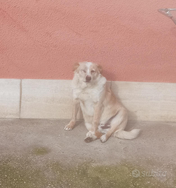 Meticcio 8 anni