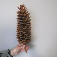 Pigna gigante di Pinus Lambertiana