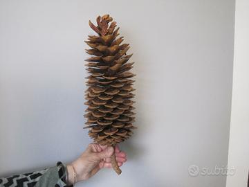 Pigna gigante di Pinus Lambertiana