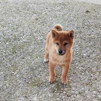 Cucciolo maschio di Shiba Inu
